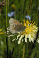 Coenonympha tullia chatiparae Sheljuzhko 1937的圖片