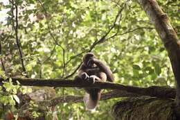 Image of Colombian Woolly Monkey