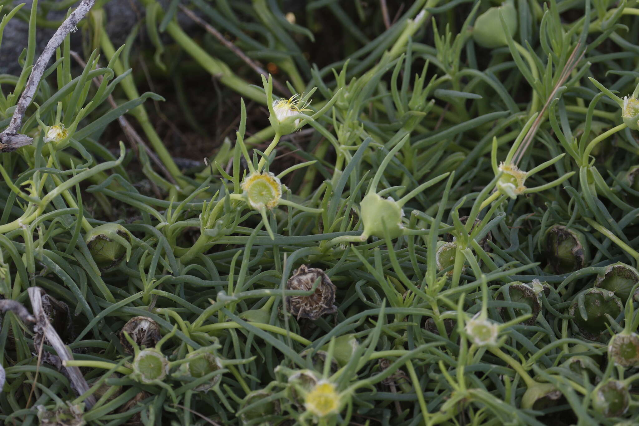 Image of narrow-leaved iceplant