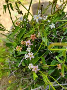 Image of Diplolepis geminiflora (Decne.) Liede & Rapini