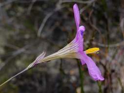 Image of Ixia pauciflora G. J. Lewis