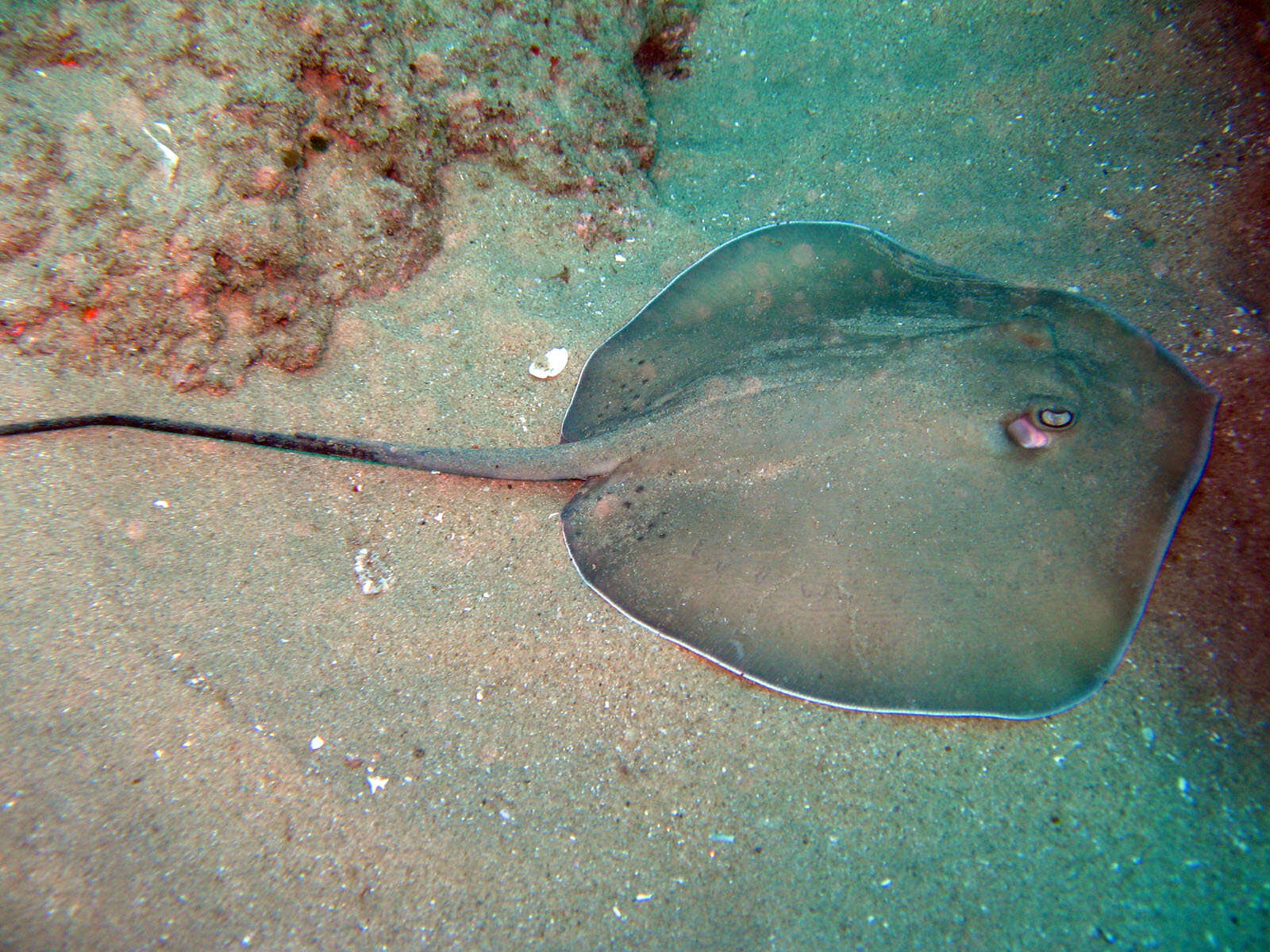 Image of Jenkins' Whipray