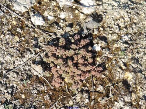 Image of Sedum gypsicola Boiss. & Reuter