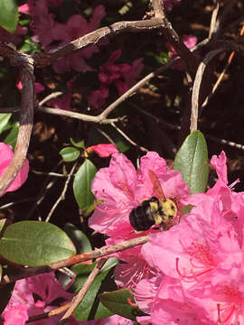 Image of Two-spotted Bumblebee