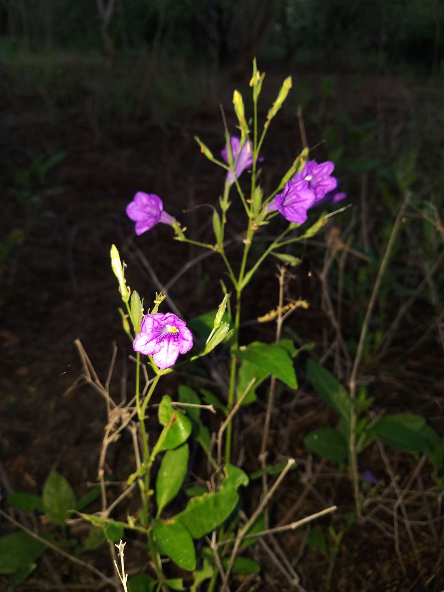 صورة Ruellia nudiflora var. runyonii (Tharp & Barkley) B. L. Turner