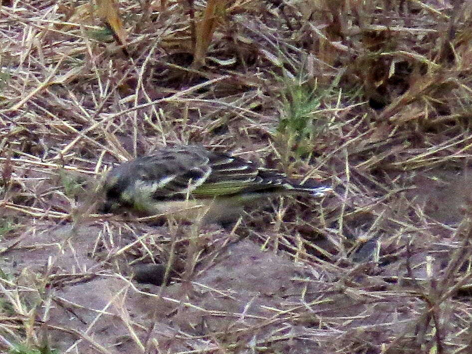 Image of Lemon-breasted Canary