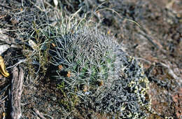 Echinopsis hertrichiana (Backeb.) D. R. Hunt resmi