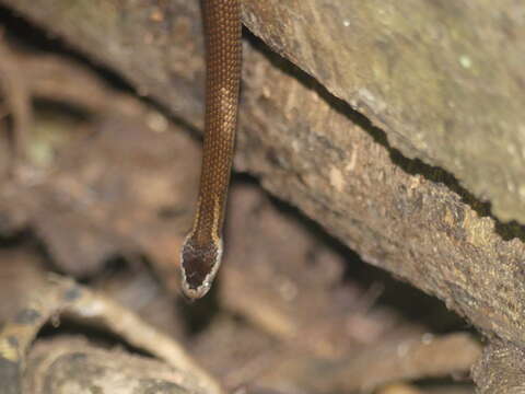 Image of Cacophis squamulosus (A. M. C. Duméril, Bibron & A. H. A. Duméril 1854)