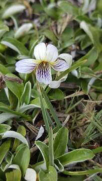 Image of Viola grahamii Benth.