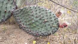 Image of Opuntia pilifera F. A. C. Weber