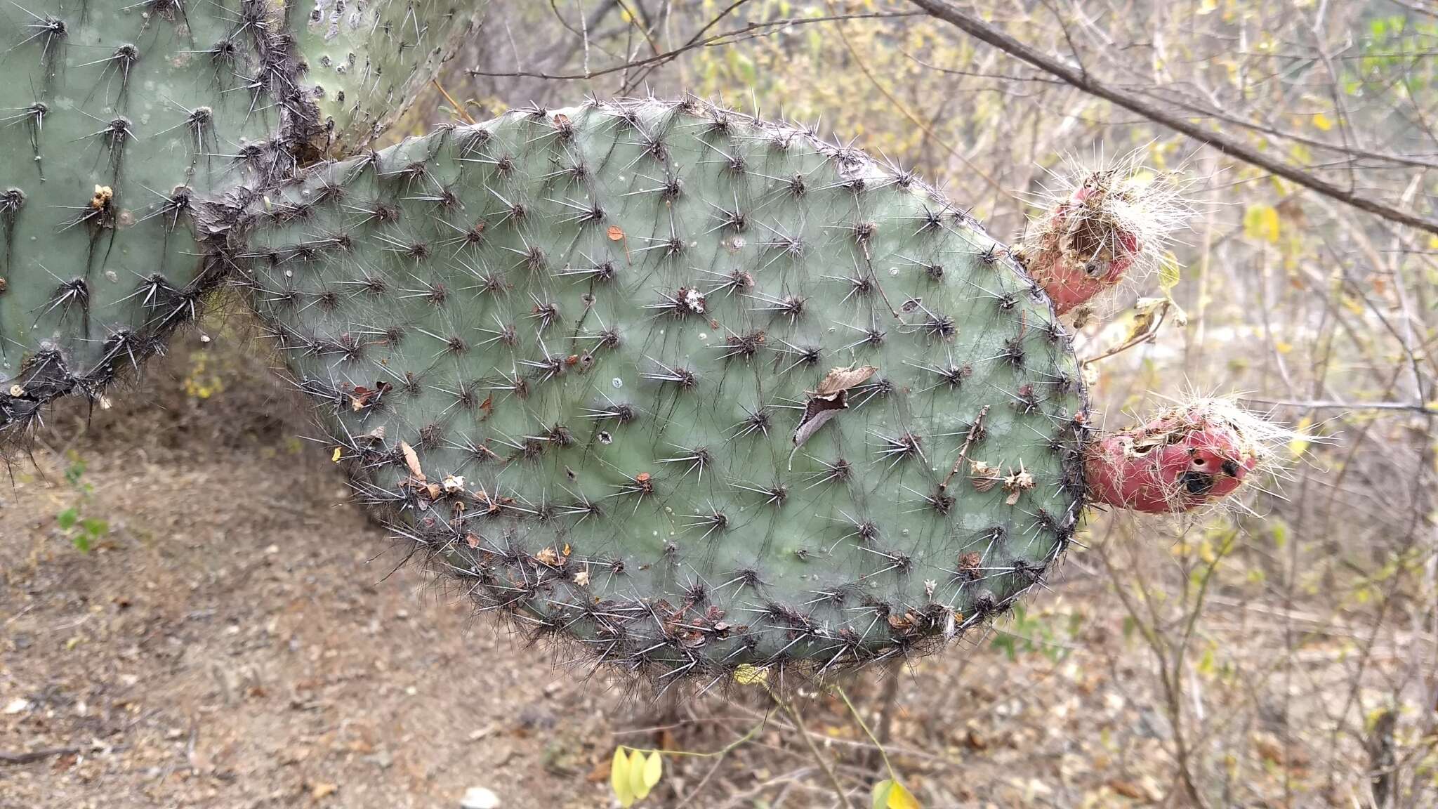 Image of Opuntia pilifera F. A. C. Weber