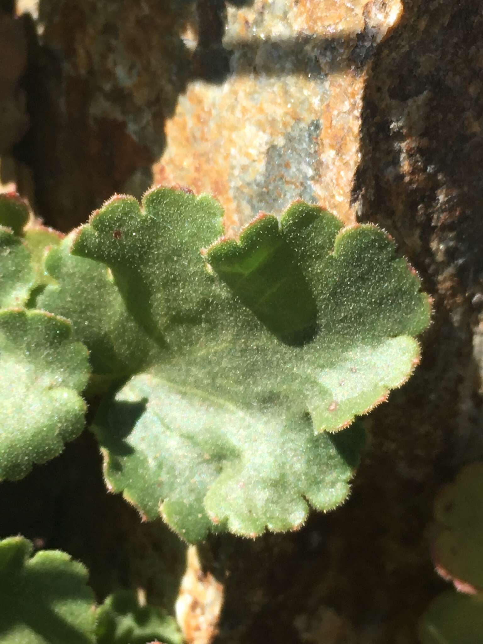 Image de Heuchera cylindrica var. alpina S. Watson