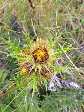 Image of Berkheya multijuga (DC.) Roessler