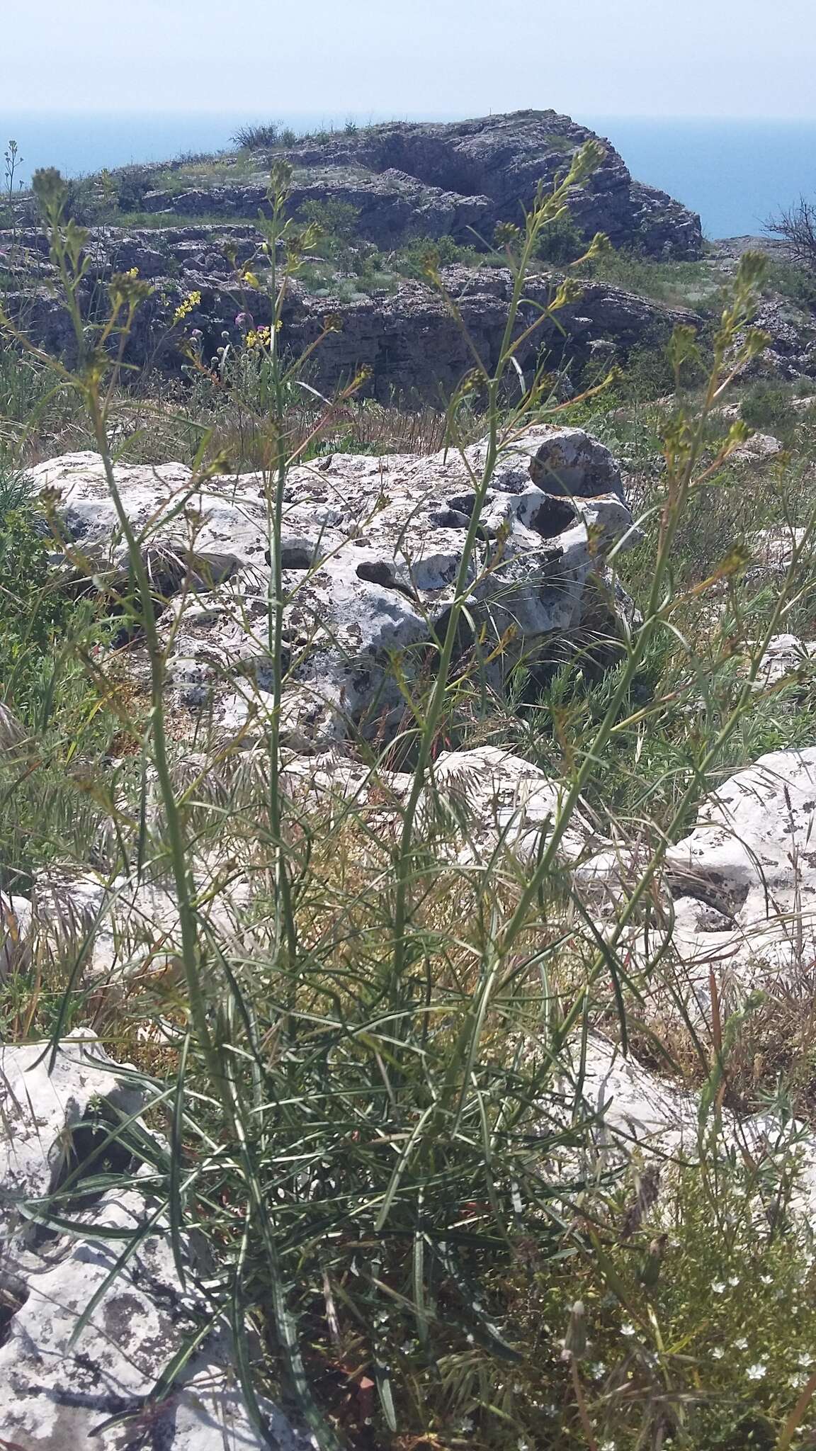 Image of Sisymbrium polymorphum (Murray) Roth