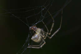 Image of Meotipa spiniventris (O. Pickard-Cambridge 1869)