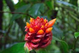 Costus montanus Maas的圖片