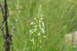 Image of Ornithogalum sphaerocarpum A. Kern.