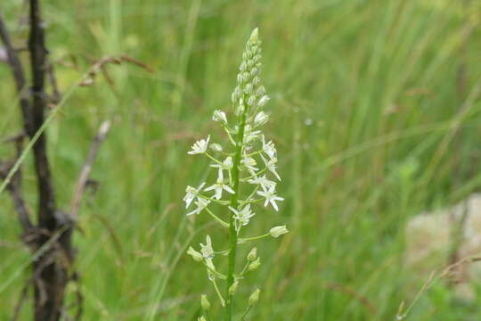 Image de Ornithogalum sphaerocarpum A. Kern.