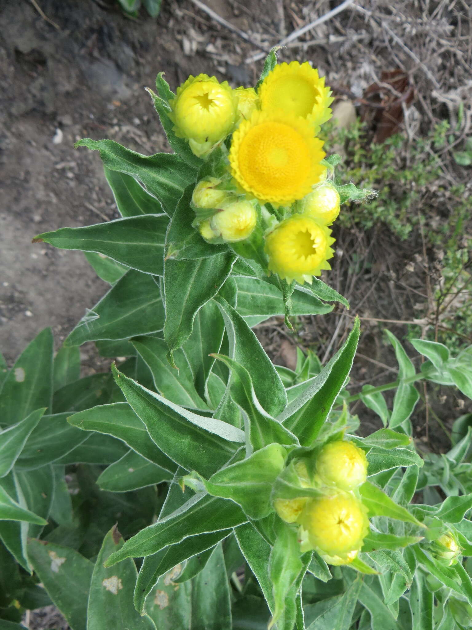 Image of stinking strawflower