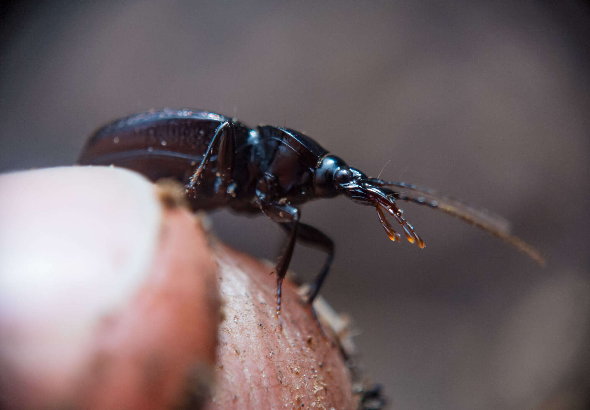 Imagem de Sphaeroderus canadensis Chaudoir 1861