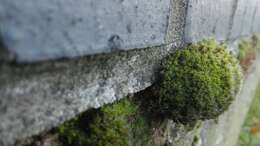 Image of tortula moss