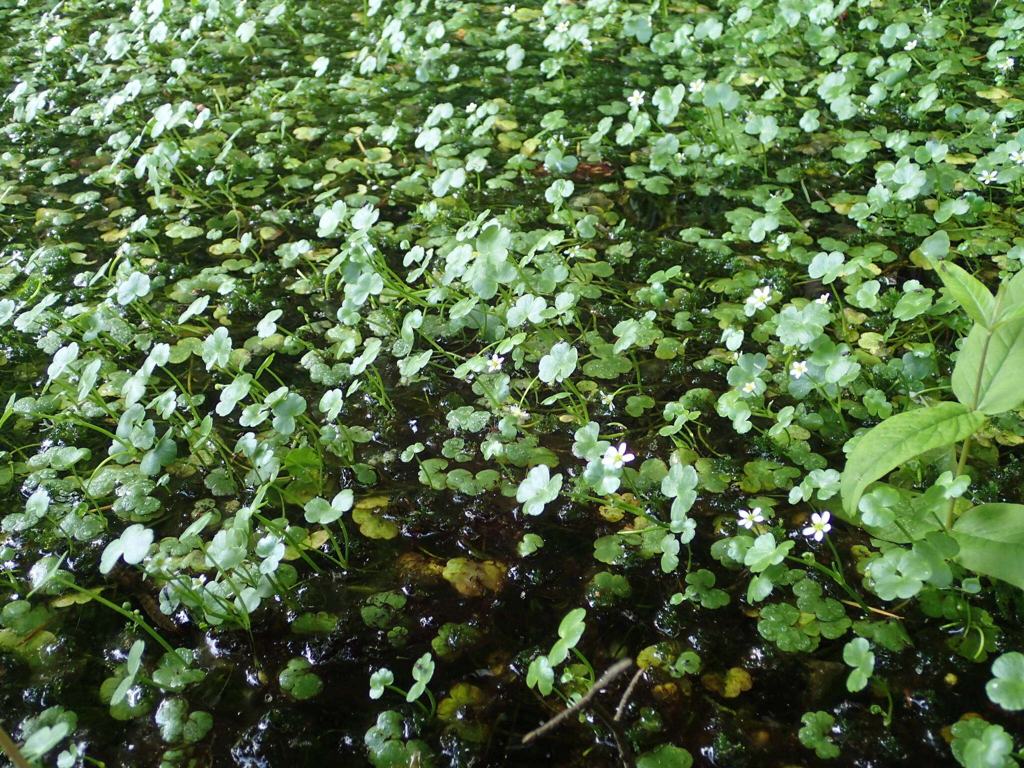 Ranunculus omiophyllus Ten.的圖片