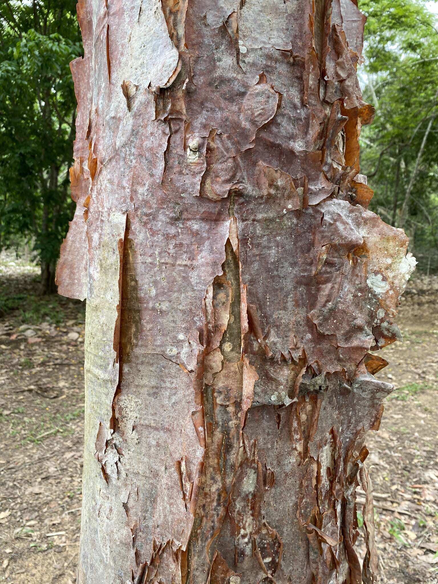 Слика од Amburana cearensis (Allemao) A. C. Sm.