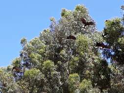 Image of Carnaby's Black Cockatoo