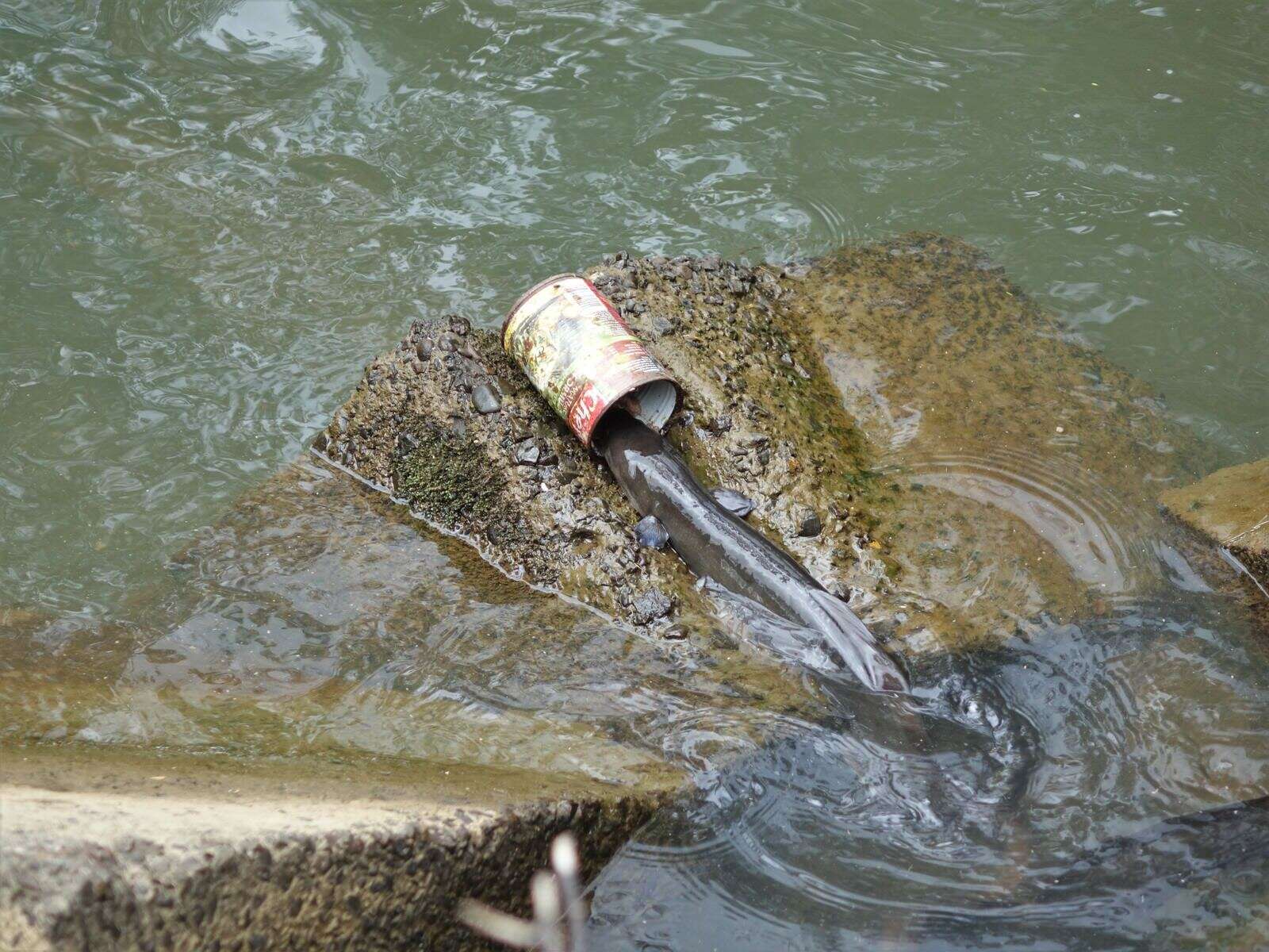 Image of Longfin eel