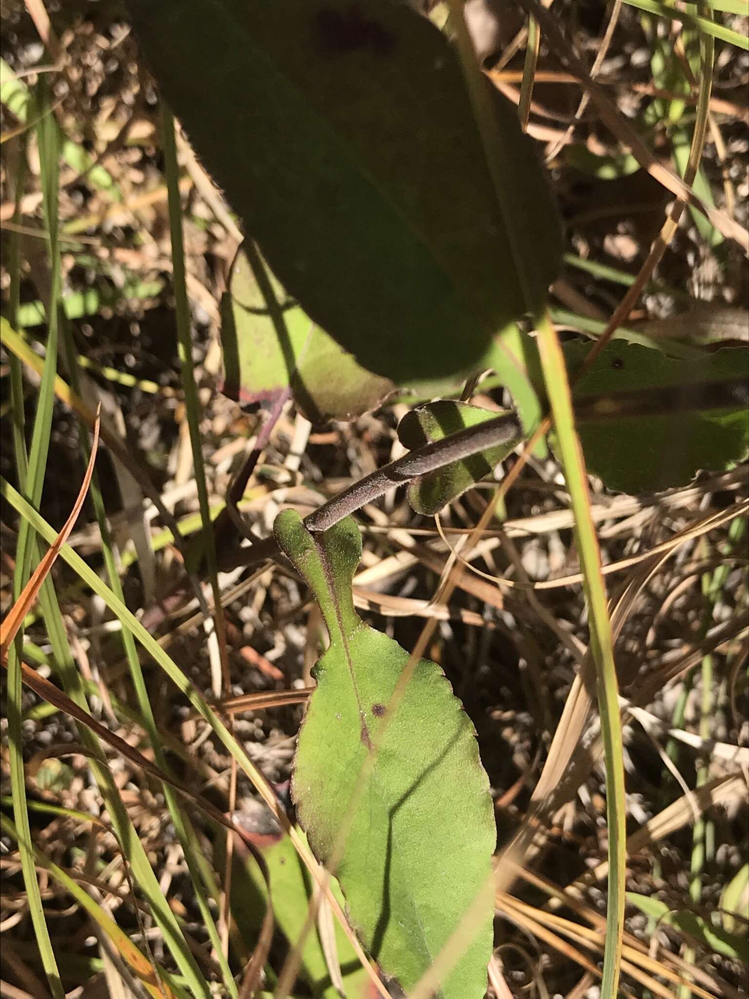 Image of wavyleaf aster