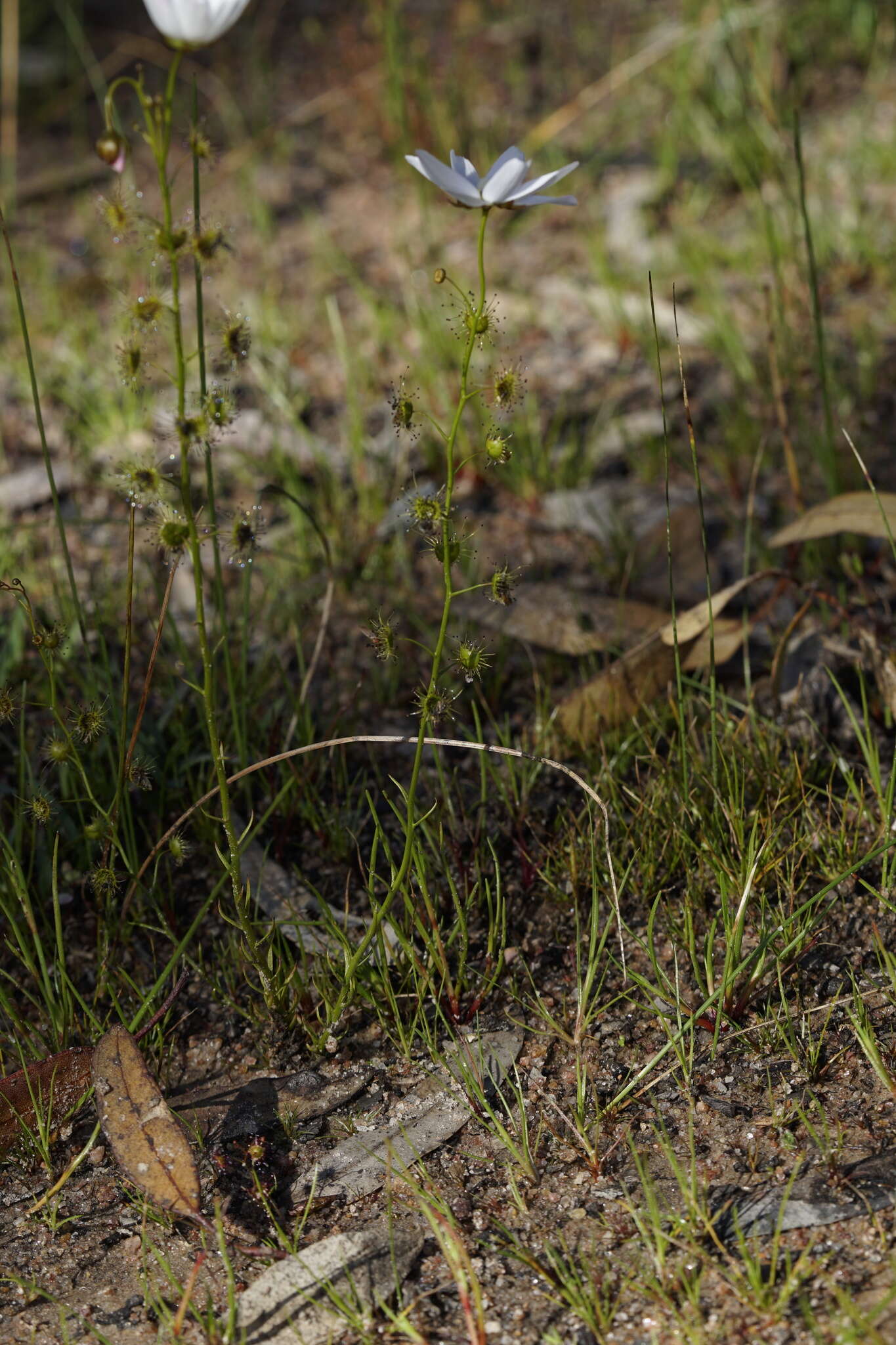 Image of Drosera heterophylla Lindl.