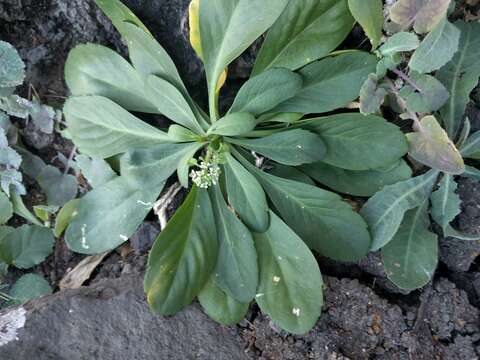 Image of <i>Lepidium bidentatum</i> var. <i>o-waihiense</i> (Cham. & Schltdl.) Fosberg