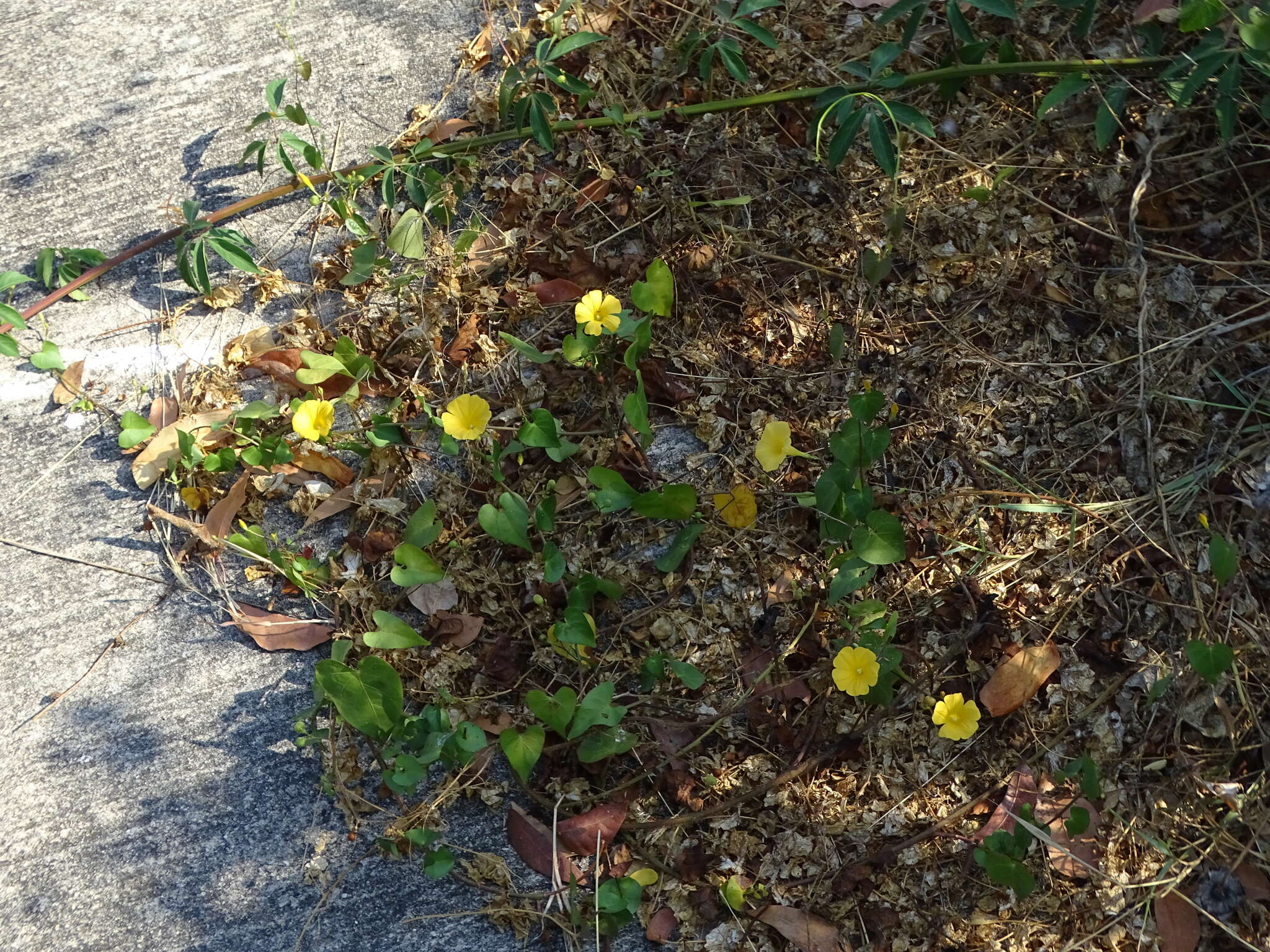 Imagem de Ipomoea microsepala Benth.