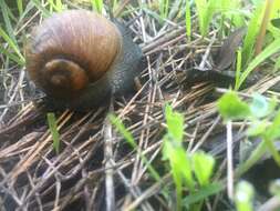 Image of Green Garden Snail