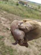 Image of American Ground Frog