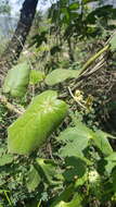 Image of Matelea velutina (Schltdl.) R. E. Woodson