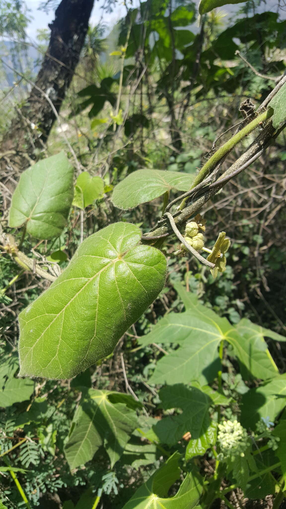 Sivun Matelea velutina (Schltdl.) R. E. Woodson kuva