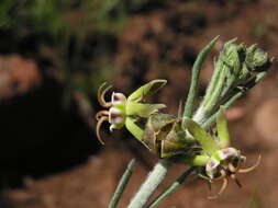 Image of Miraglossum pulchellum (Schltr.) F. K. Kupicha