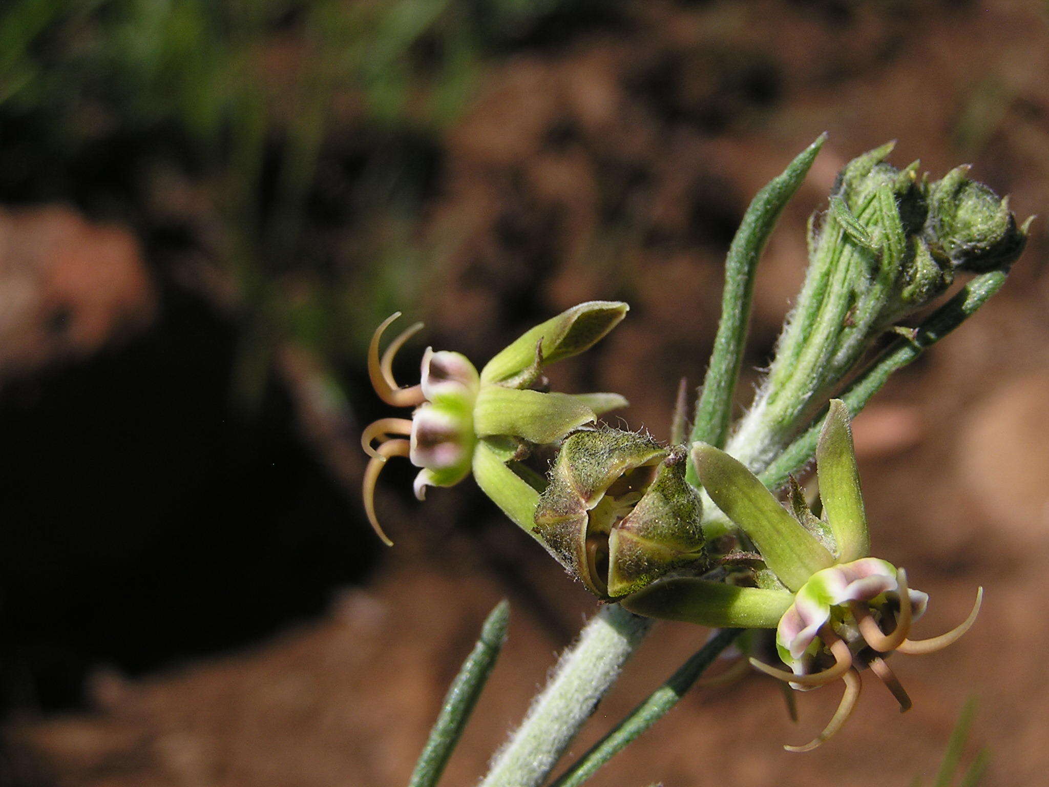 Image of Miraglossum pulchellum (Schltr.) F. K. Kupicha