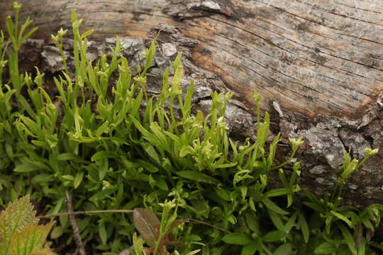 Image of longleaf starwort