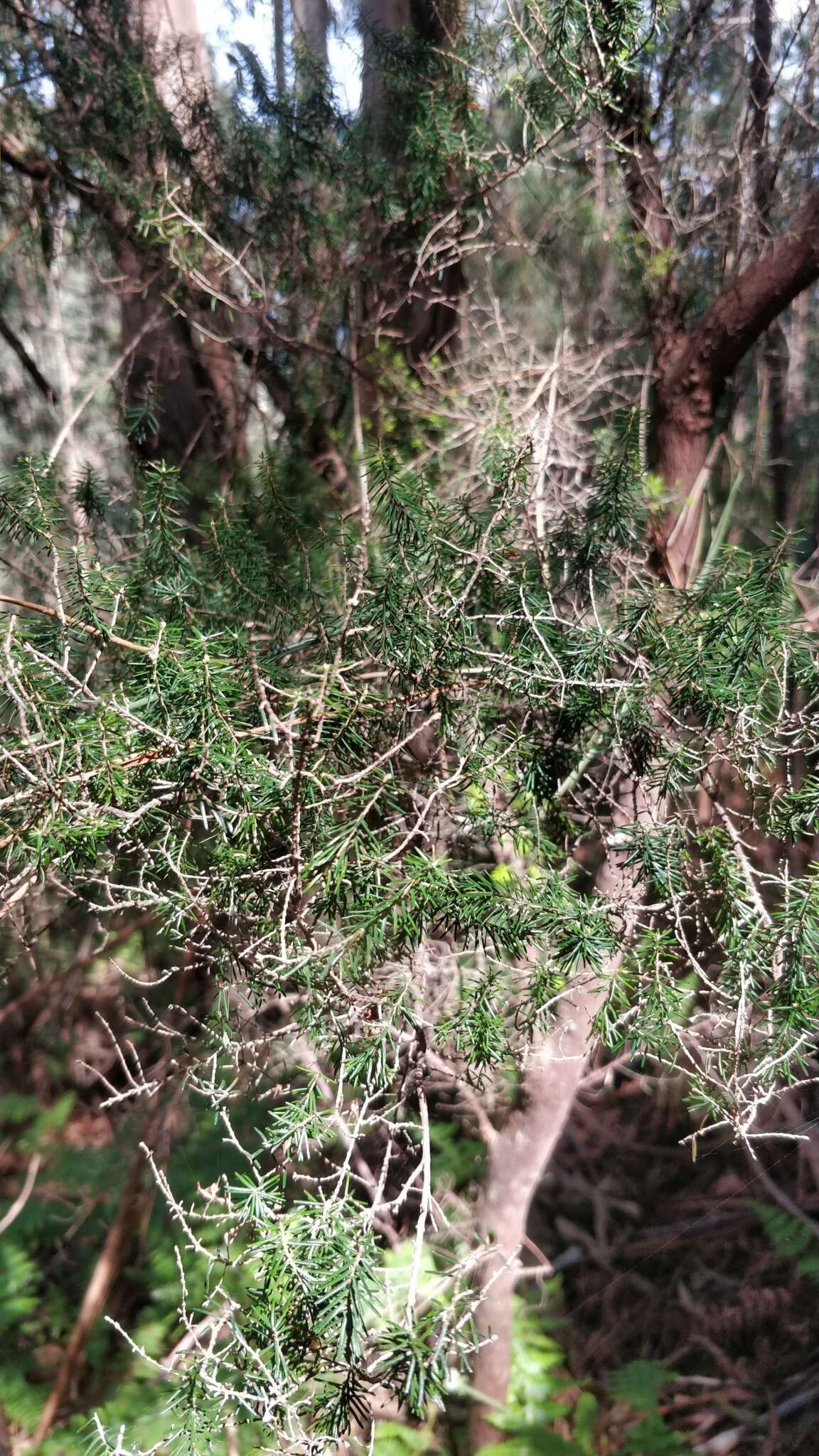 Imagem de Erica platycodon subsp. maderincola (D. C. Mc Clint.) Rivas Mart., Capelo, J. C. Costa, Lousã, Fontinha, R. Jardim & M. Seq.