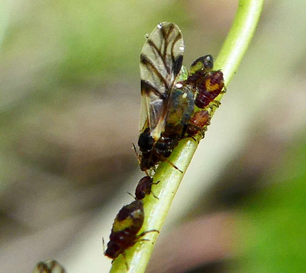 Image of Chaitophorus populicola Thomas & C. 1878