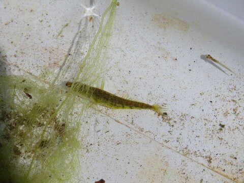 Image of Blackspotted Stickleback