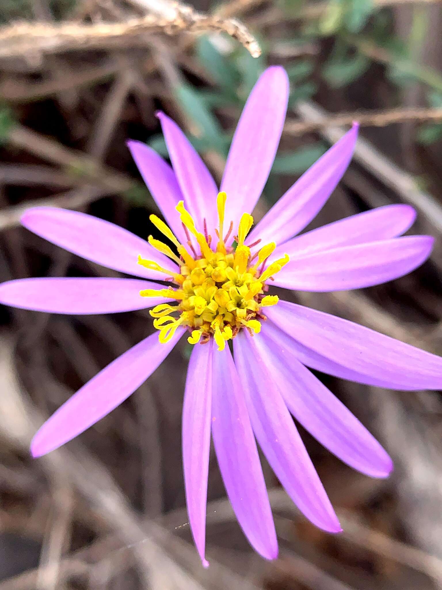 Image of splendid daisy-bush