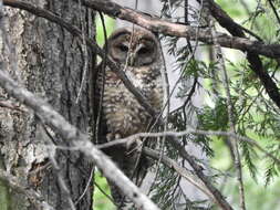 Image of California Spotted Owl