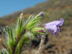 Echium bonnetii Coincy的圖片