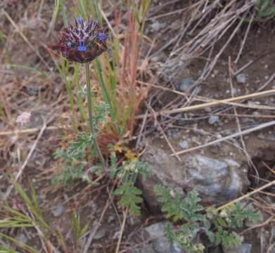 Image of chia