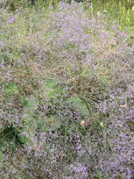 Image of Sea lavendar