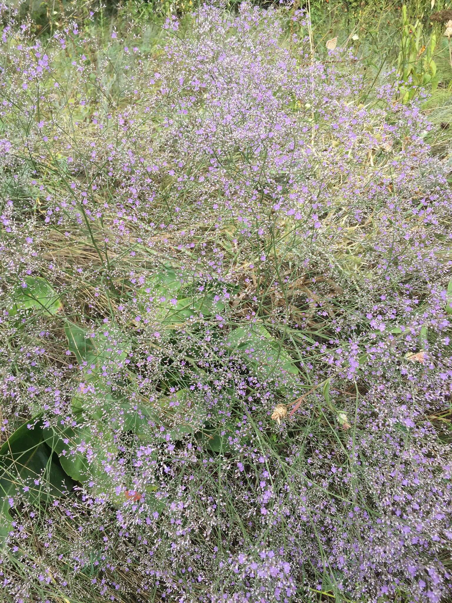 Imagem de Limonium gerberi A. Soldano