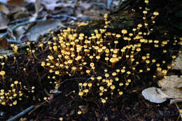 Image of Xeromphalina kauffmanii A. H. Sm. 1953